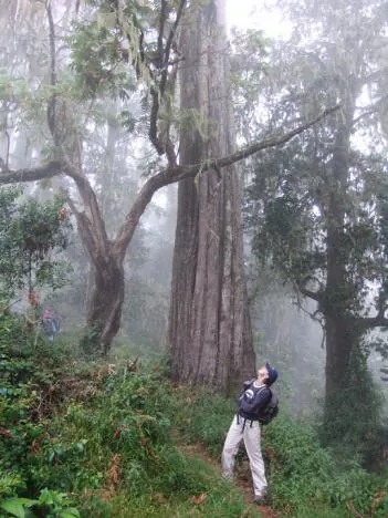 Mount Kilimanjaro — photograph 8