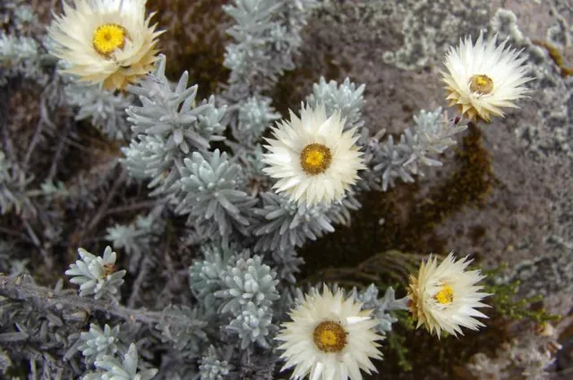 Some unusual mountain flowers on the way up