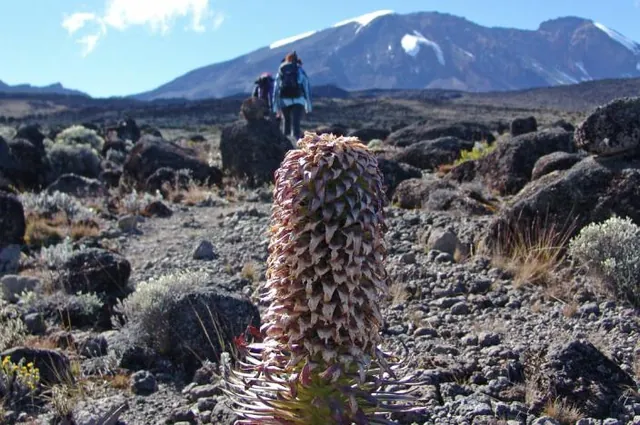 We leave Shira Camp 2 and head uphill all the way to Lava Rock for lunch