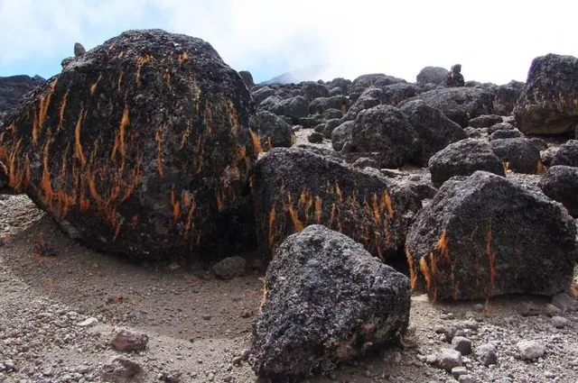 Colourful orange lichen clings to the volcanic boulders