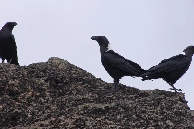 These crows will keep you company for most of the hike up the mountain