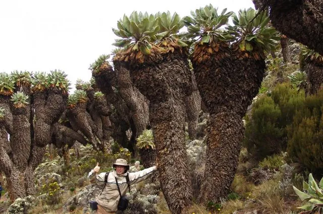 Darrell with the Sinesi trees near our next camp, Barranco Valley