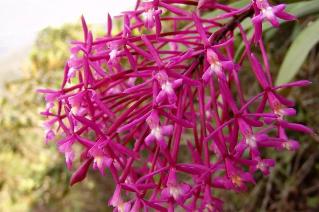 A pink orchid