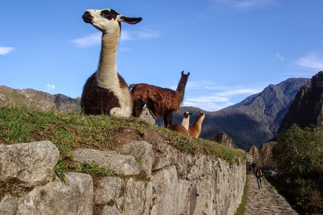 Llamas lounge and wander around the site paying no attention to tourists