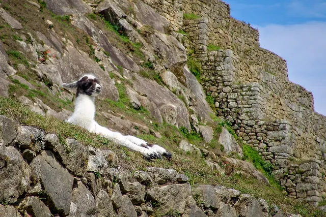 A super-cute baby llama catching some rays