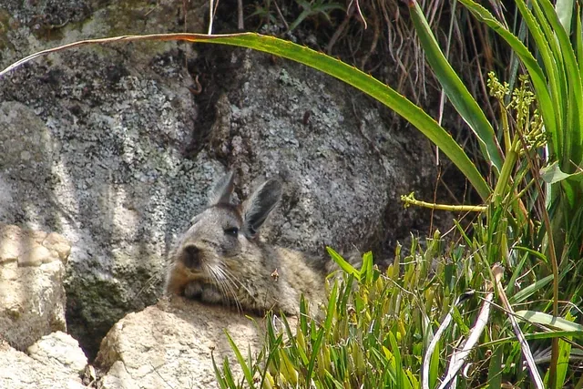 Holger, our guide, having worked here for 2 years previously, knew all of the good spots to glimpse wild Chinchillas
