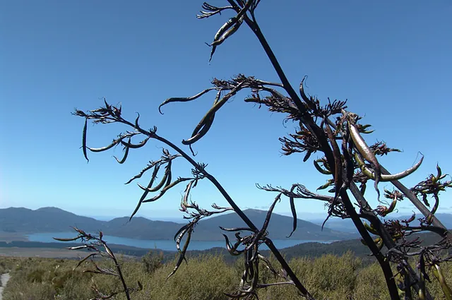 Weird chilli-like plants along the way