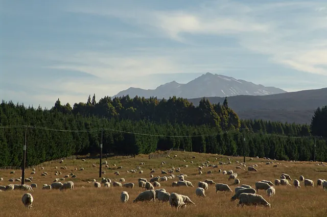 Mount Ruapehu on the horizon as we approach on Highway 46