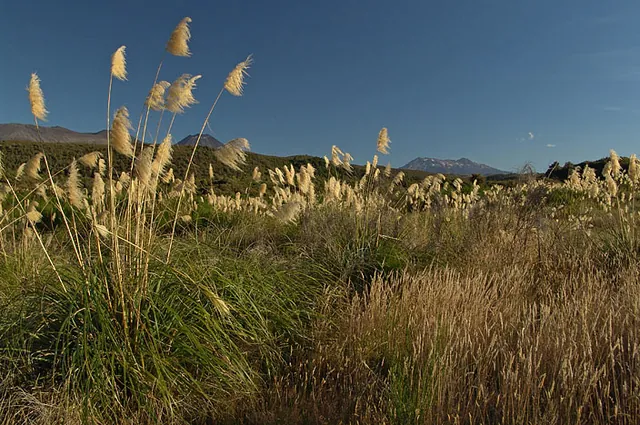 Gorgeous pampas type bushes on the road side