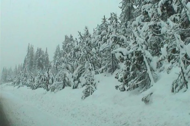 The roadside trees drenched in powder as we head to Homewood in post-blizzard conditions