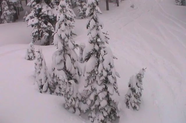 How all trees should look at ski resorts!