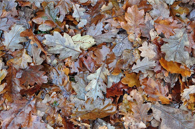 A cluster of wet winter oak leaves