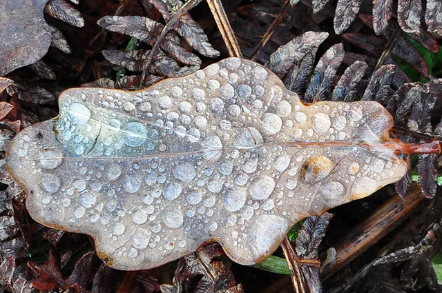 Water droplets seems to be strangely attracted to this one leaf for some reason