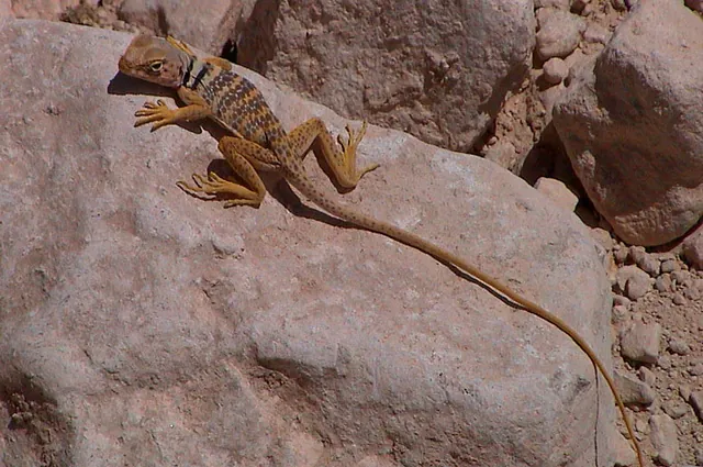 A few critters scurrying about in the parched landscape