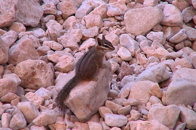A little chipmunk joins us for lunch
