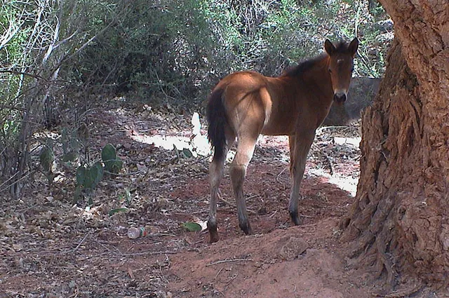 One of the Havasupai tribe's foals