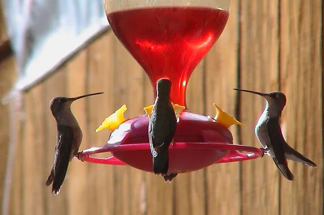 That's one way to get hummingbirds to sit still; entice them with a vat of syrup!