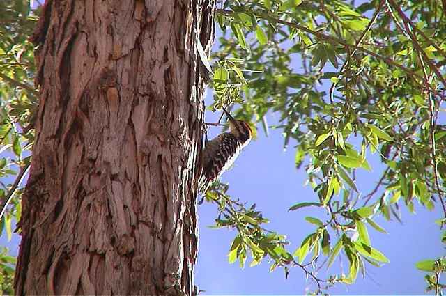 Woody the woodpecker