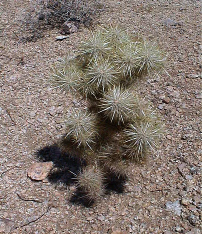 Cacti and Joshuas everywhere