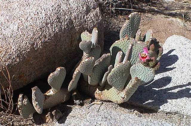There is some colour in the park if you're prepared to search for it. Unfortunately this is a bit of a gnarly example