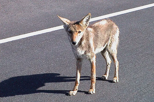 A scrawny Coyote on the scrounge