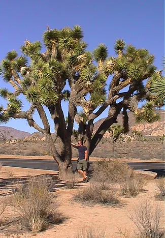 Joshua Tree National Park — photograph 16