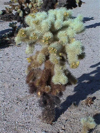 Joshua Tree National Park — photograph 18