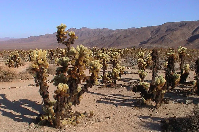 Joshua Tree National Park — photograph 20