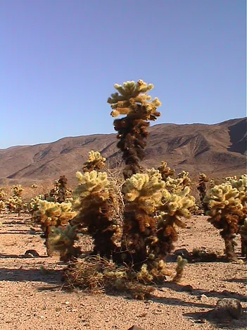 Joshua Tree National Park — photograph 21