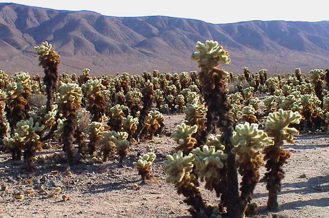 Joshua Tree National Park — photograph 24