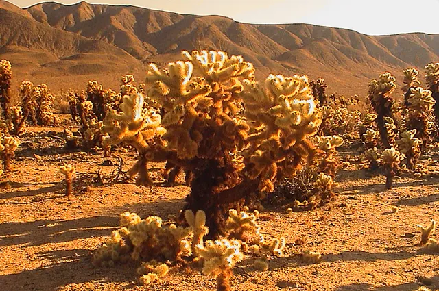Cholla through sunglasses