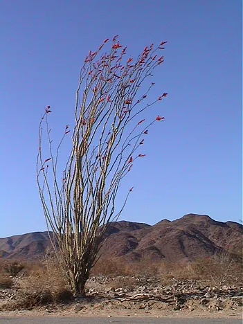 Unusual tree, but I can't name it