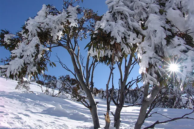 Lots of trees to be found at Perisher (just as we like it)