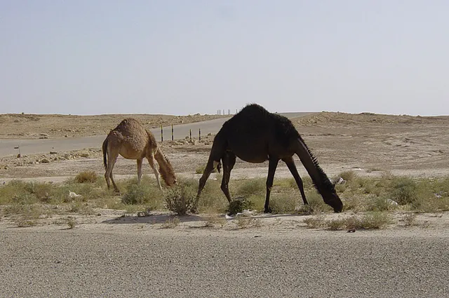 Camels one the side of the road on the way to the Hash meeting point