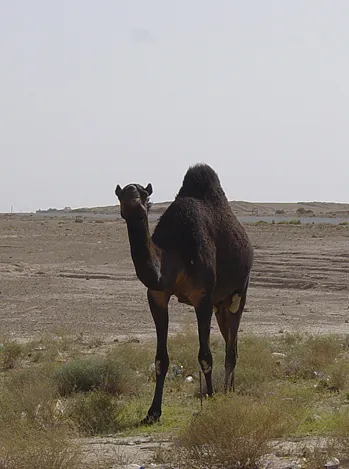 Saudi Hash — photograph 2