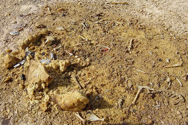 The remnants of a local 'by-the-road' Saudi BBQ. The big chunks are clumps of leftover rice
