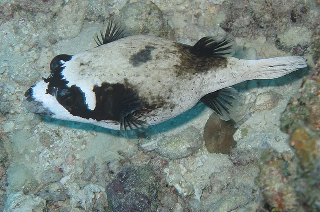 James getting beter shots on his better camera - a pufferfish of sorts here I THINK