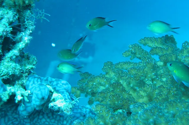 Cool green fish and coral shot by James