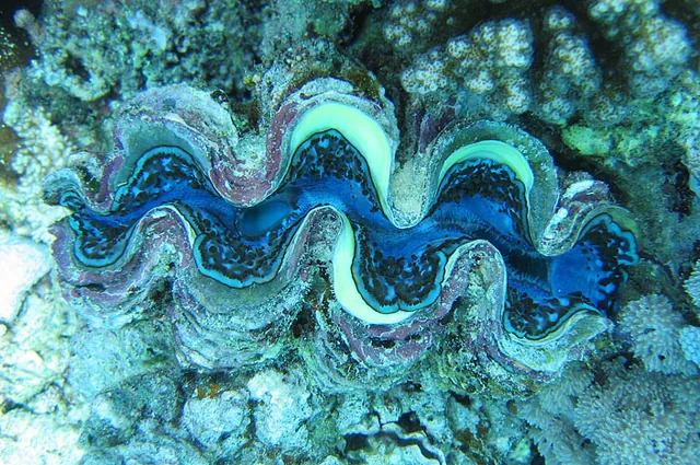 A giant clam - gorgeous!