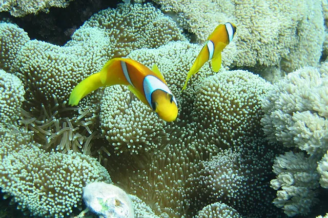 James' favourite 'Finding Nemo' shot of the trip