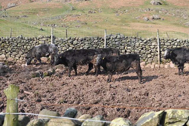 Slim pickings for the cows down in the fields