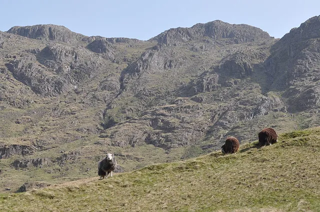 Fell sheep