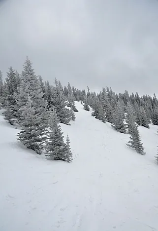 Trees looked gorgeous with the fresh dusting of snow