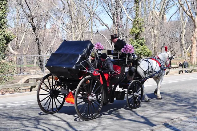 If you really want to woo your company, then the horse drawn carriage is the perfect choice. Comes with knee blanket also!