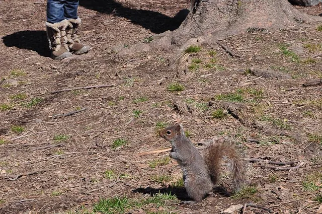 A squirrel came close thinking that Gill's boots were made out of an old relative