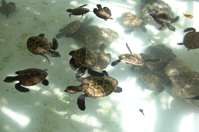 The sanctuary rears hawksbill turtles to a decent size to improve chances of survival once released