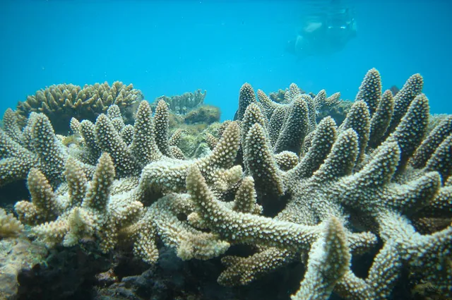 For most, the day is spent snorkeling