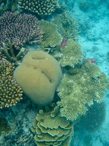 The diversity and colour of the corals is impressive growing just a little way off the main beach