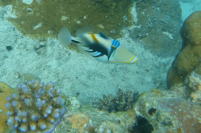 Some tropical fish mooching about looking for handouts - a Triggerfish in shot