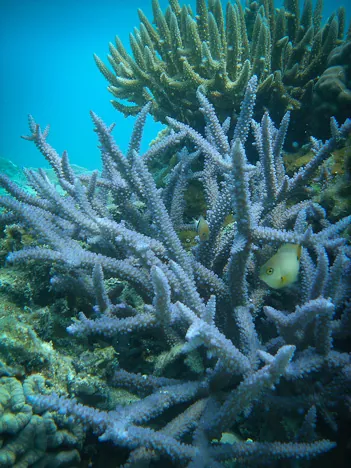 Vanuatu — photograph 135